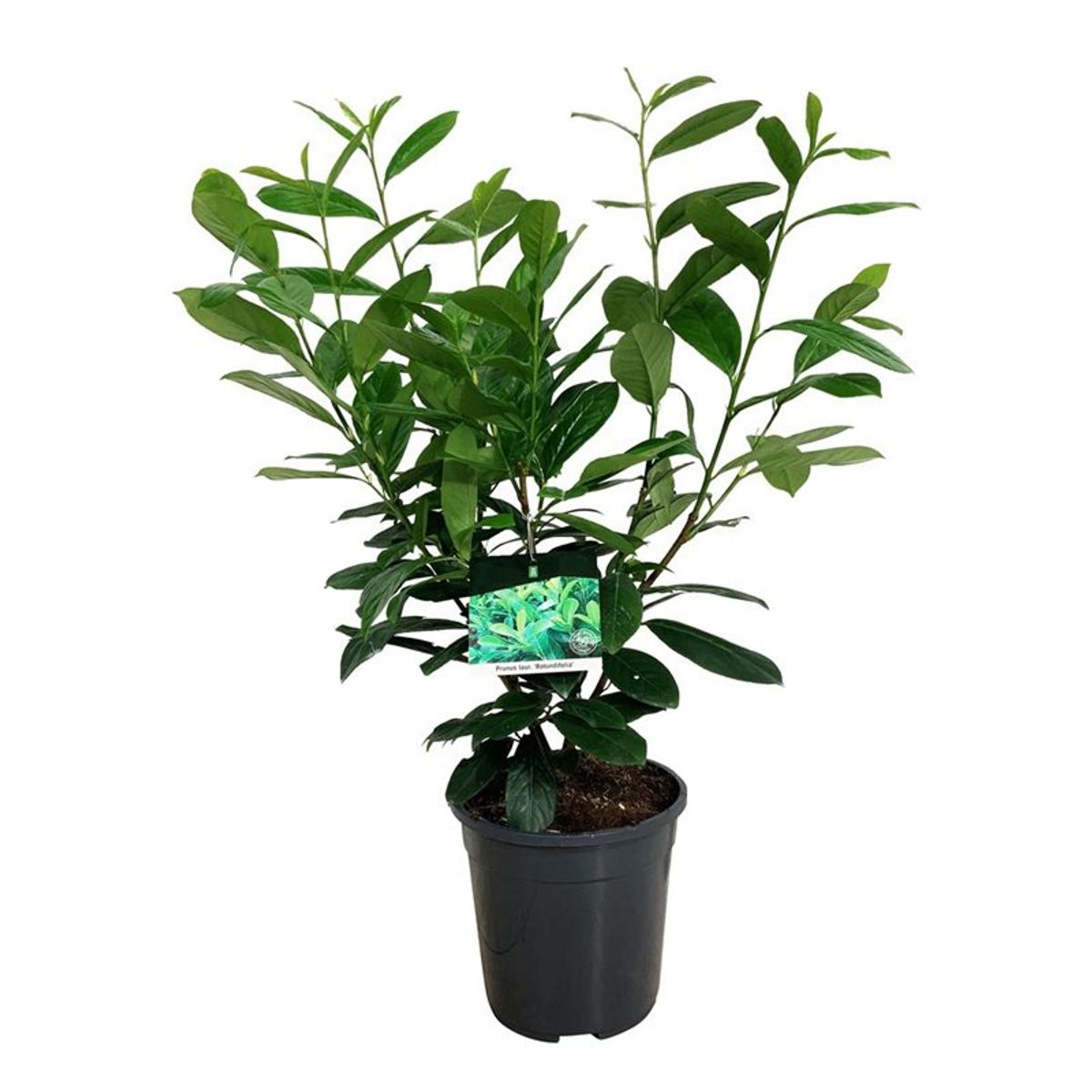 Prunus laurocerasus 'Rotundifolia' — Plant Wholesale FlorAccess