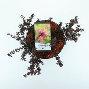 Podocarpus 'Chocolate Box' (Bremmer Boomkwekerijen)