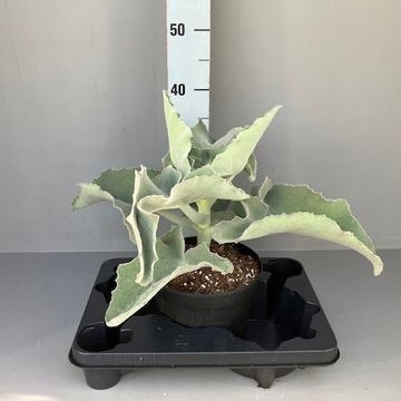 Kalanchoe beharensis