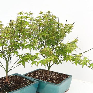 Acer palmatum 'Little Princess'