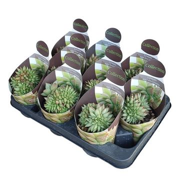 Echeveria agavoides cristata