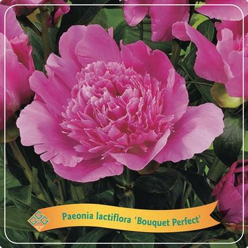 Paeonia 'Bouquet Perfect'