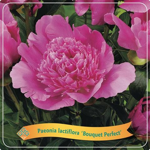 Paeonia 'Bouquet Perfect'