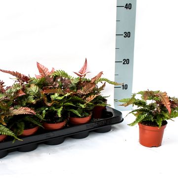 Pteris quadriaurita 'Tricolor'