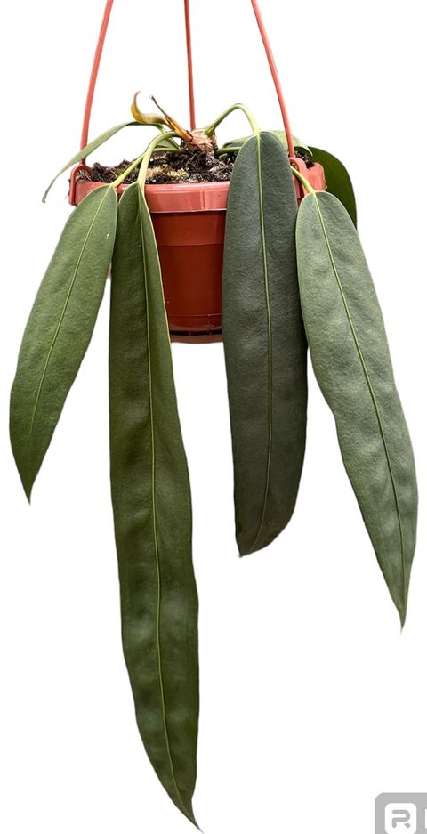 Anthurium wendlingeri