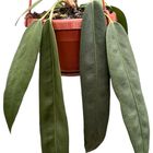 Anthurium wendlingeri