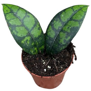 Hoya callistophylla 'Black Cat'