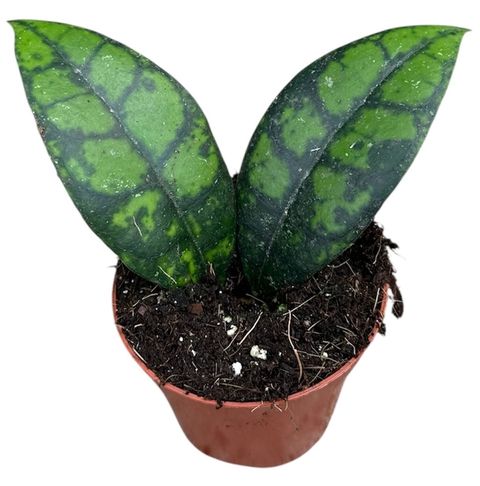 Hoya callistophylla 'Black Cat'