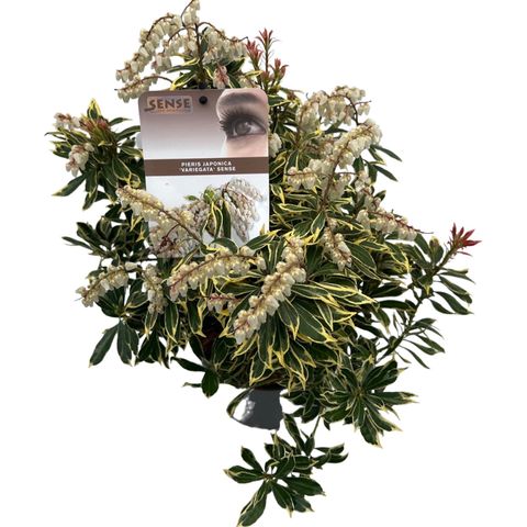 Pieris japonica 'Variegata'