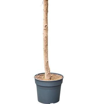 Ficus microcarpa 'Compacta'