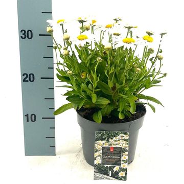Leucanthemum 'Madonna'