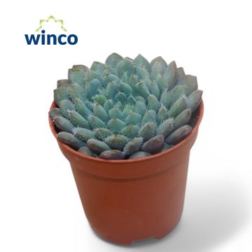 Echeveria setosa 'Rondelli'