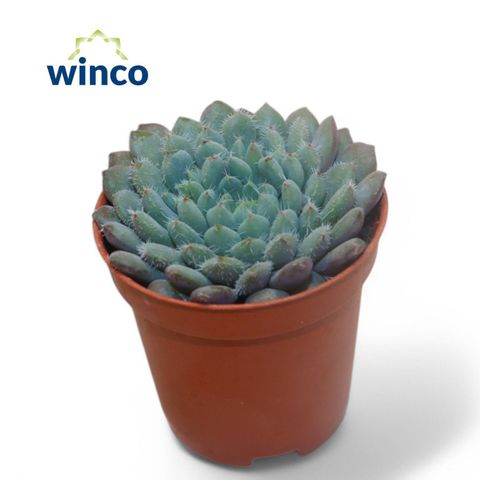 Echeveria setosa 'Rondelli'