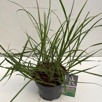 Miscanthus sinensis 'Клейни Силберспинне'