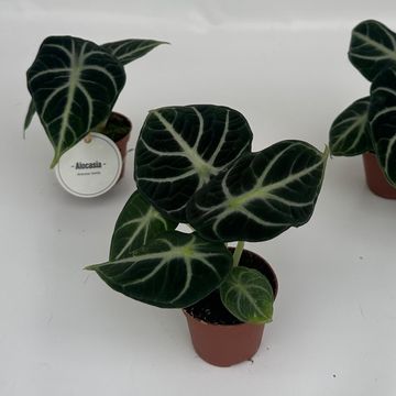 Alocasia reginula 'Ninja'