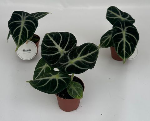 Alocasia reginula 'Ninja'