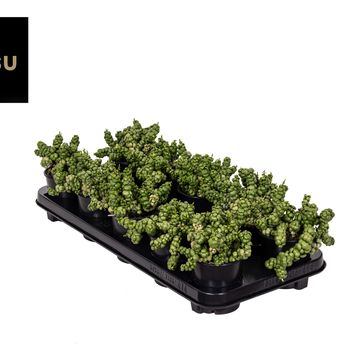 Dischidia 'Pangolin Kisses'