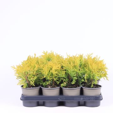 Thuja occidentalis 'Malonyana Aurea'