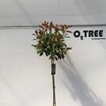 Photinia x fraseri 'Red Robin'