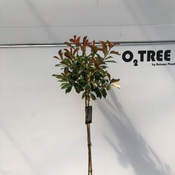 Photinia x fraseri 'Red Robin'