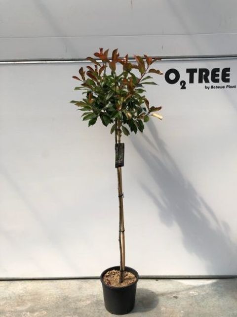 Photinia x fraseri 'Red Robin'