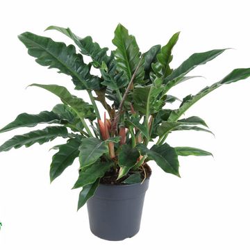 Philodendron 'Narrow'