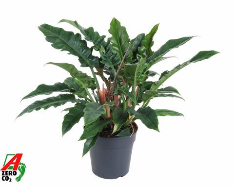 Philodendron 'Narrow'