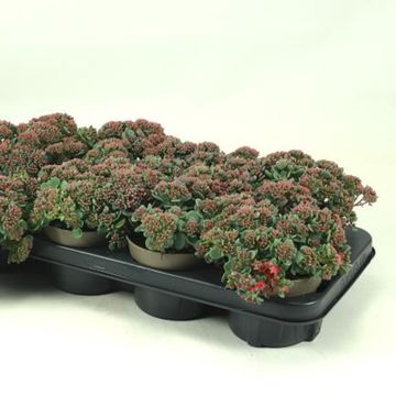 Sedum cauticola