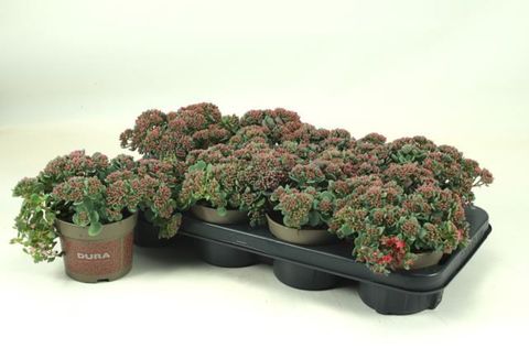 Sedum cauticola