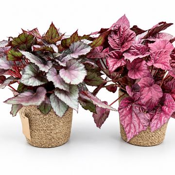 Begonia BELEAF MIX