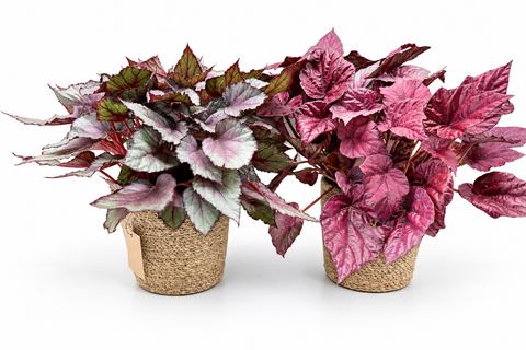Begonia BELEAF MIX