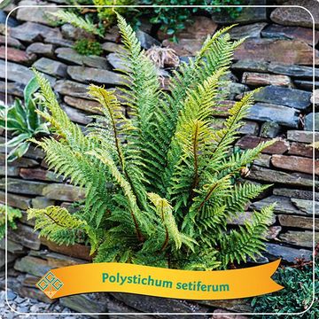 Polystichum setiferum