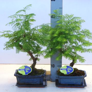 Metasequoia glyptostroboides