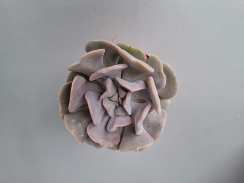 Echeveria 'Cubic Frost'