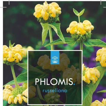 Phlomis russeliana