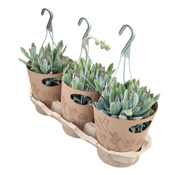Kalanchoe tomentosa