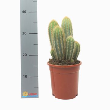 Pilosocereus pachycladus