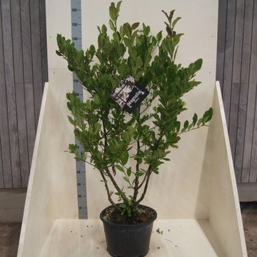 Magnolia stellata