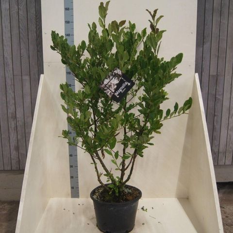 Magnolia stellata