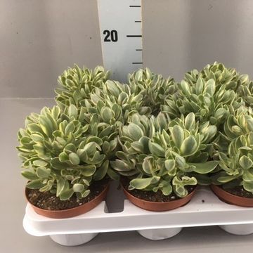 Crassula swaziensis 'Variegata'