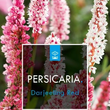 Persicaria affinis 'Darjeeling Red'