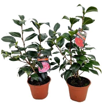 Camellia japonica