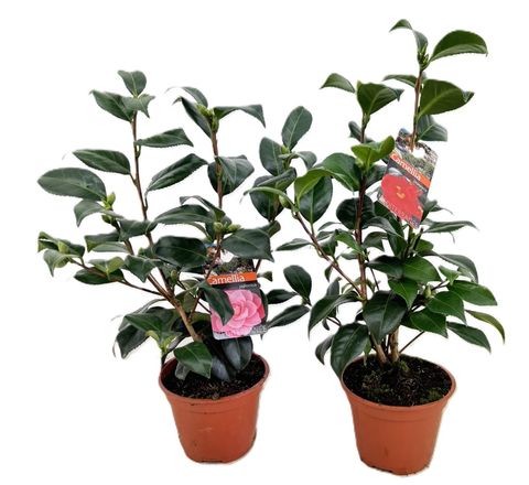 Camellia japonica