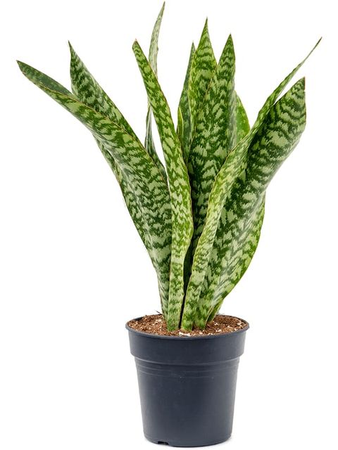 Sansevieria masoniana 'Dragon'