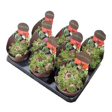 Euphorbia x japonica