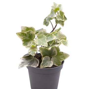 Hedera helix Sonja