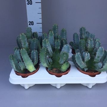 Euphorbia resinifera