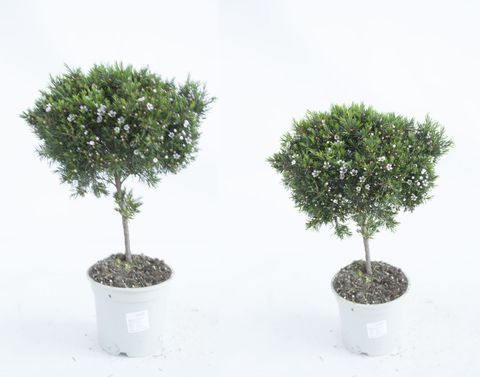 Chamelaucium uncinatum 'Snow Flake'