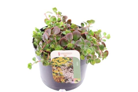 Sedum makinoi