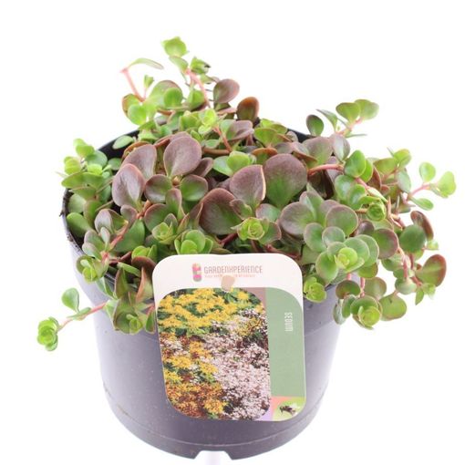 Sedum makinoi